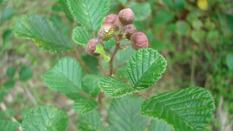 Cây dược liệu cây Ngấy lá tim ngược, Ngấy bầu dục, Hủ mạ, Đụm tim - Rubus obcordatus (Franch.) Thuận (R. ellipticus Sm. var. obcordatus Focke)