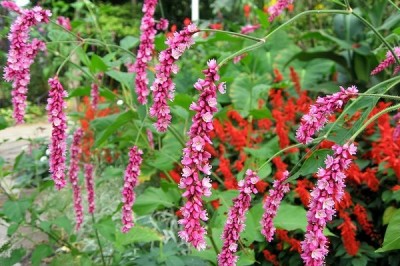 Cây dược liệu cây Nghể đông, Nghể bà - Polygonum orientale L