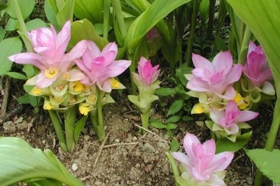 Cây dược liệu cây Nghệ trắng, Ngải trắng, Ngải mọi, Nghệ sùi - Curcuma aromatica Salisb