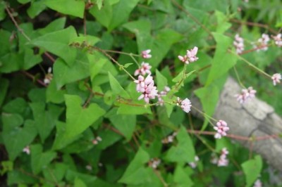 Cây dược liệu cây Nghể gai - Polygonum senticosum (Meisn.) Franch. et Sav