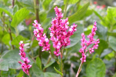 Cây dược liệu cây Nghể chàm - Polygonum tinctorium Ait