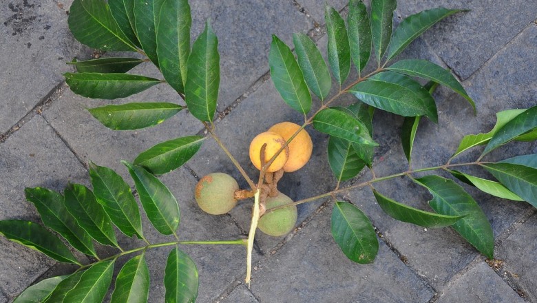 Cây dược liệu cây Ngâu Roxburgh, Cội núi - Aglaia roxburghiana (Wight et Arn.) Miq