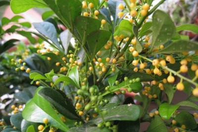 Cây dược liệu cây Ngâu rừng, Ngâu cánh - Aglaia pleuropteris Pierre