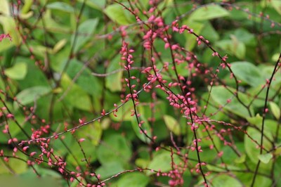 Cây dược liệu cây Nghể hình sợi - Polygonum filiforme Thunb. (Antenoron filiforme (Thunb.) Roberty et Vautier, Sunania filiformis (Thunb.) Raf.)