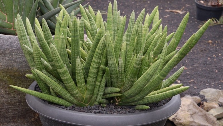 Cây dược liệu cây Ngà voi, Nanh heo, Ngải ngà - Sansevieria cylindrica Bojer