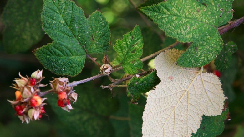 Cây dược liệu cây Ngấy đảo Môluyc, Đụm đảo Môluyc - Rubus moluccanus L