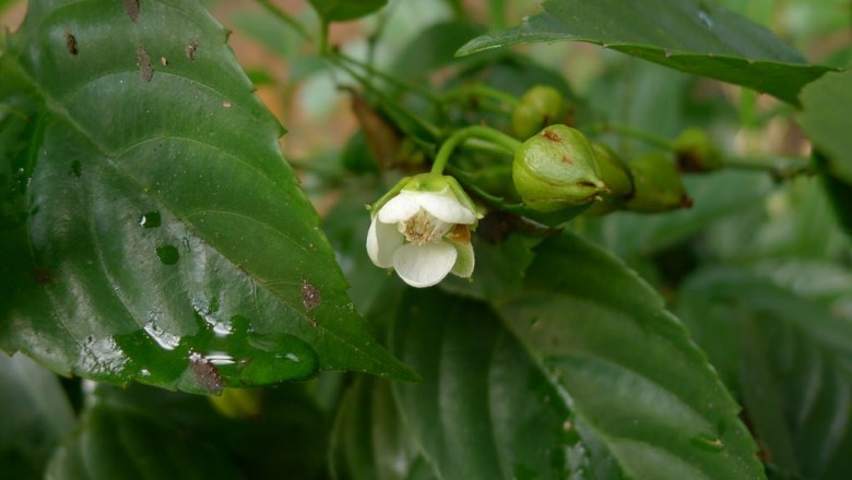 Cây dược liệu cây Ngấy hoa trắng, Mắc hú - Rubus leucanthus Hance