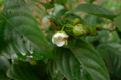 Cây dược liệu cây Ngấy hoa trắng, Mắc hú - Rubus leucanthus Hance