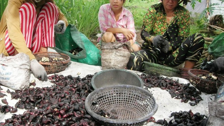 Công dụng chữa bệnh của củ ấu, cách dùng cây ấu đúng cách