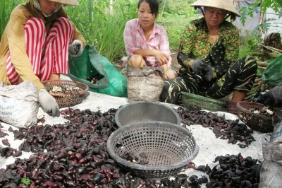 Công dụng chữa bệnh của củ ấu, cách dùng cây ấu đúng cách