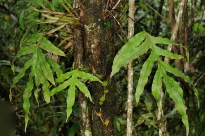 Cây dược liệu cây Nga trưởng, - Crypsinus oxylobus (Wall ex G. Kunze) Sledge (Phymatodes oxylobus Presl)