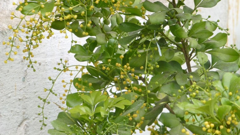 Cây dược liệu cây Ngâu - Aglaia duperreana Pierre