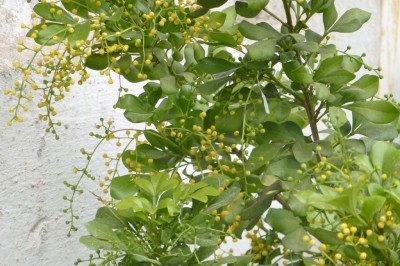 Cây dược liệu cây Ngâu - Aglaia duperreana Pierre