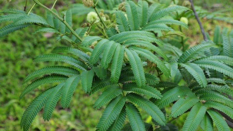 Cây dược liệu cây Keo tuyến to, Sống rắn - Acacia megaladenia Desv. var. indochinensis L. Nielsen
