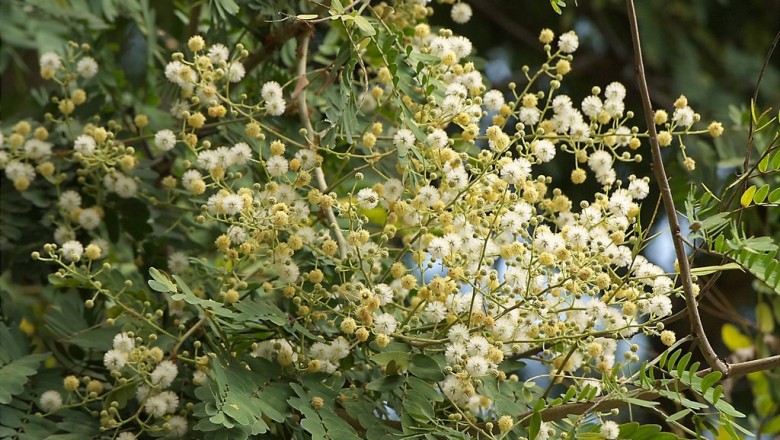 Cây dược liệu cây Keo trắng - Acacia leucophloea (Roxb.) Willdl