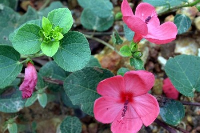 Cây dược liệu cây Ké trơn - Pavonia rigida (Mast.) Hochr