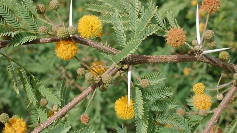 Cây dược liệu cây Keo ta, Keo thơm hay Mâm côi - Acacia farnesiana Willd