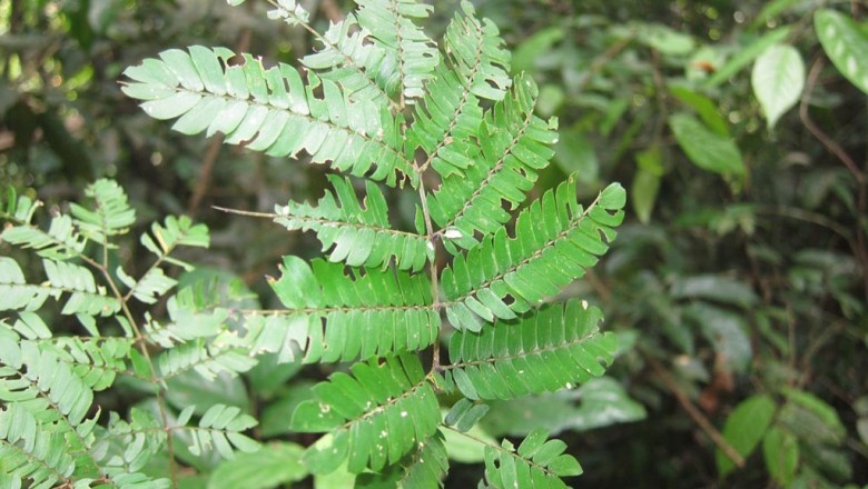 Cây dược liệu cây Keo cắt - Acacia caesia (L.) Willd. var. subnuda (Craib) L. Nielsen