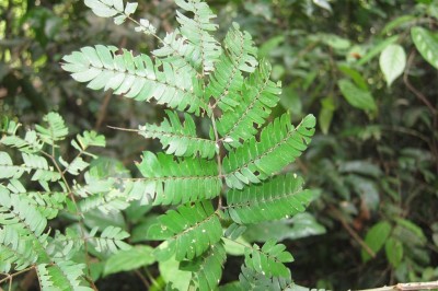 Cây dược liệu cây Keo cắt - Acacia caesia (L.) Willd. var. subnuda (Craib) L. Nielsen