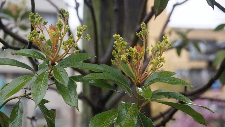 Cây dược liệu cây Kháo vàng bông, Kháo Thunberg, Rè cuống tuyến dài - Machilus thunbergii Sieb et Zucc