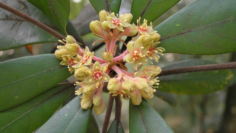 Cây dược liệu cây Kháo lông nhung – Machilus velutina Champ. ex Benth