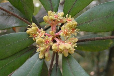 Cây dược liệu cây Kháo lông nhung – Machilus velutina Champ. ex Benth