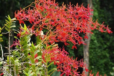 Cây dược liệu cây Khô mộc, Phi công thiên, Lan phượng vĩ, Huyết nhung dún - Renanthera coccinea Lour