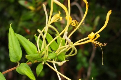 Cây dược liệu cây Kim ngân lông - Lonicera cambodiana Pierre ex Danguy