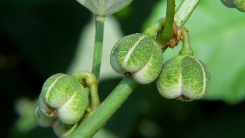 Cây dược liệu cây Khôi nước, Cọ tưa - Baliospermum montanum (Willd.) Muell- Arg. (B. axillare Blume)