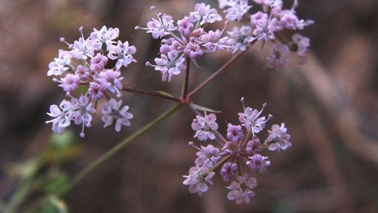 Cây dược liệu cây Khồm, Cây hoa Khồm - Trachyspermum roxburghianum (DC.) Craib