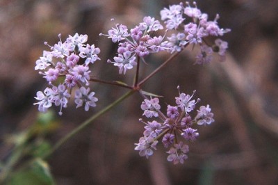 Cây dược liệu cây Khồm, Cây hoa Khồm - Trachyspermum roxburghianum (DC.) Craib