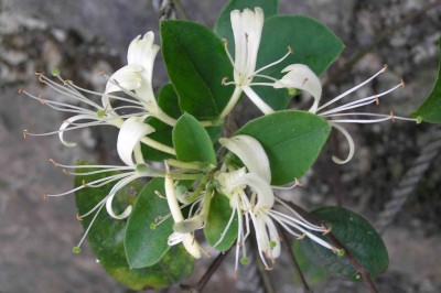 Cây dược liệu cây Kim ngân lẫn, Kim ngân núi - Lonicera confusa DC