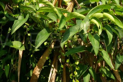 Cây dược liệu cây Khoai rạng, Củ cọc, Củ chuỳ, Củ rạng - Dioscorea glabra Roxb