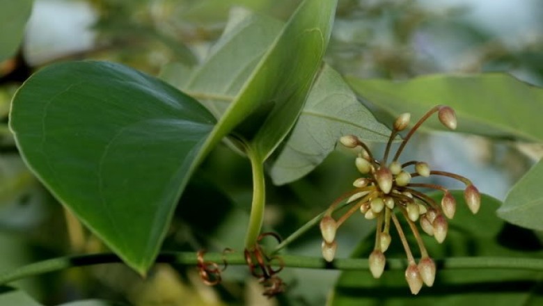Cây dược liệu cây Khúc khắc - Heterosmilax gaudichaudiana (Kunth) Maxim (H. erythrantha Bail. Ex. Gagnep.)