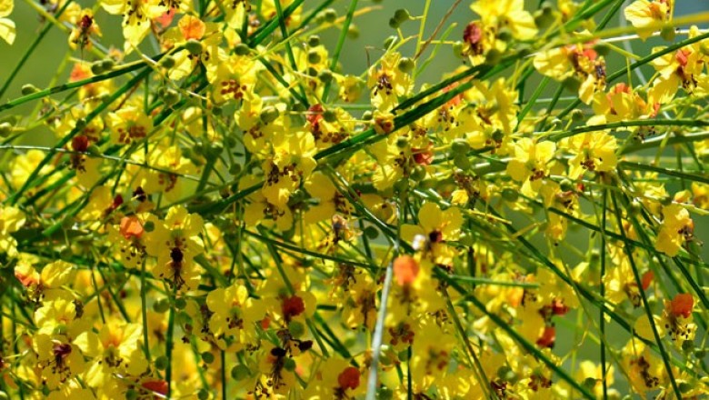Cây dược liệu cây Kim tước chi - Parkinsonia aculeata L