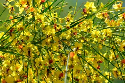 Cây dược liệu cây Kim tước chi - Parkinsonia aculeata L