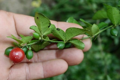 Cây dược liệu cây Kim quất - Triphasia trifolia (Burm. f.) P. Wils