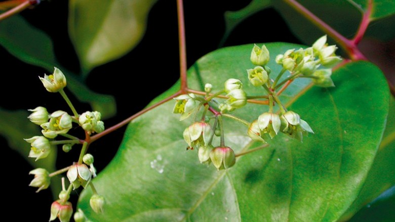 Cây dược liệu cây Khổ diệp - Picrasma javanica Blume