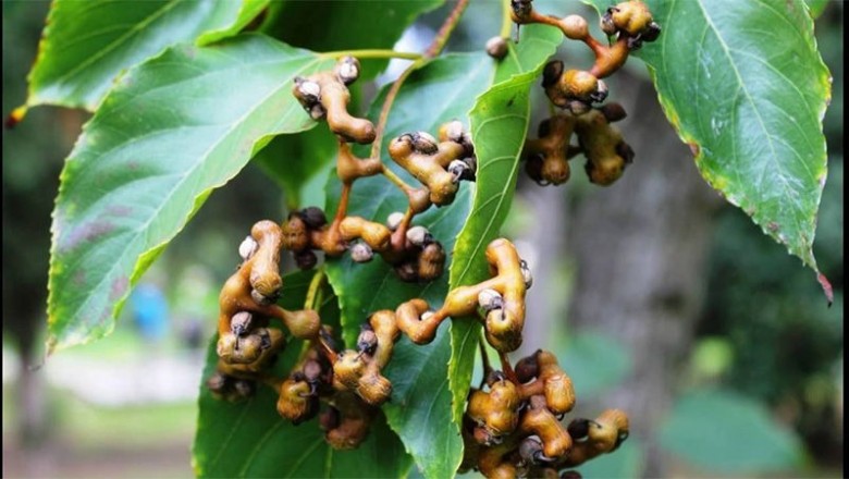 Cây dược liệu cây Khúng khéng - Hovenia dulcis Thunb
