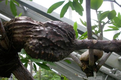 Cây dược liệu cây Kỳ nam kiến, Cây ổ kiến – Myrmecodia armata DC