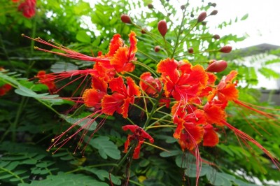 Cây dược liệu cây Kim phượng, Điệp cúng, Điệp ta, Điệp vàng - Caesalpinia pulcherrima (L.) Sw