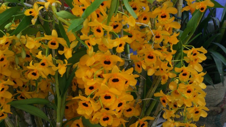 Cây dược liệu cây Kim điệp, Long nhãn, Mã tiên thạch hộc - Dendrobium fimbriatum Hook. var. oculatum Hook