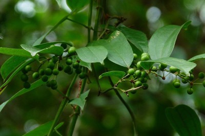 Cây dược liệu cây Kim cang quả to, Cam ích, Man ết, Nâu - Smilax megacarpa A.DC