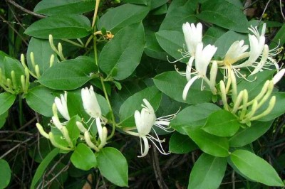 Cây dược liệu cây Kim ngân, dây Nhẫn đông - Lonicera japonica Thunb