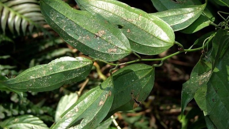 Cây dược liệu cây Kim cang Campuchia - Smilax cambodiana Gagnep