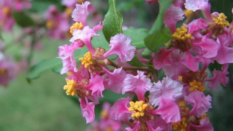 Cây dược liệu cây Kim đồng nam, Xơri vuông - Malpighia glabra L