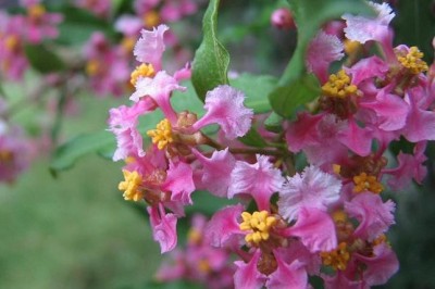 Cây dược liệu cây Kim đồng nam, Xơri vuông - Malpighia glabra L