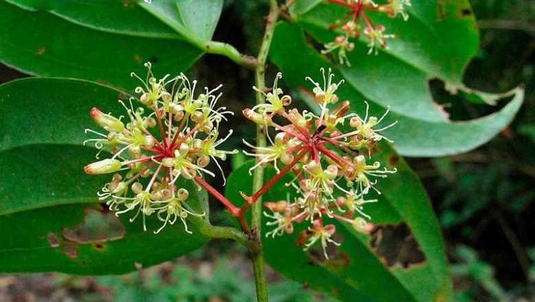 Cây dược liệu cây Kim cang lá bắc, Cậm kênh - Smilax bracteata Presl