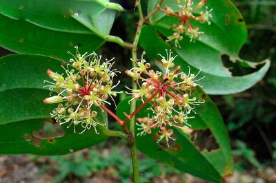Cây dược liệu cây Kim cang lá bắc, Cậm kênh - Smilax bracteata Presl