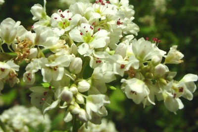 Cây dược liệu cây Kiều mạch, Mạch ba góc - Fagopyrum esculentum Moench